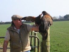 Falconry Experience - Private Adventure