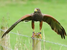 Falconry Adventure for Two in Ireland