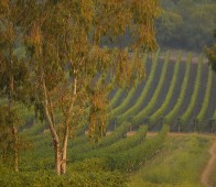 Wein- und Käseverkostung in der Fattoria La Parrina in der Maremma