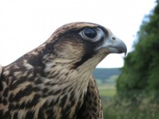 Falconry Adventure for Two in Ireland