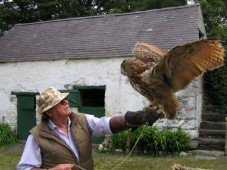 Falconry Experience - Private Adventure