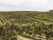 Tenuta Castelbuono-Carapace Erfahrung - Weingut Tour und Verkostung